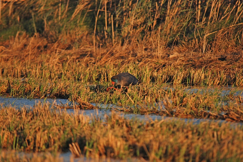 Western Purple Swamphen - Catalunya