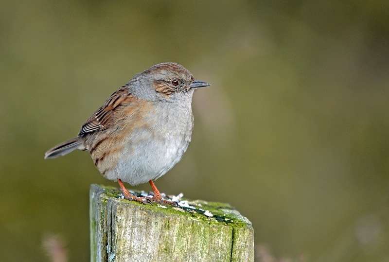 Dunnock - Dunnocks