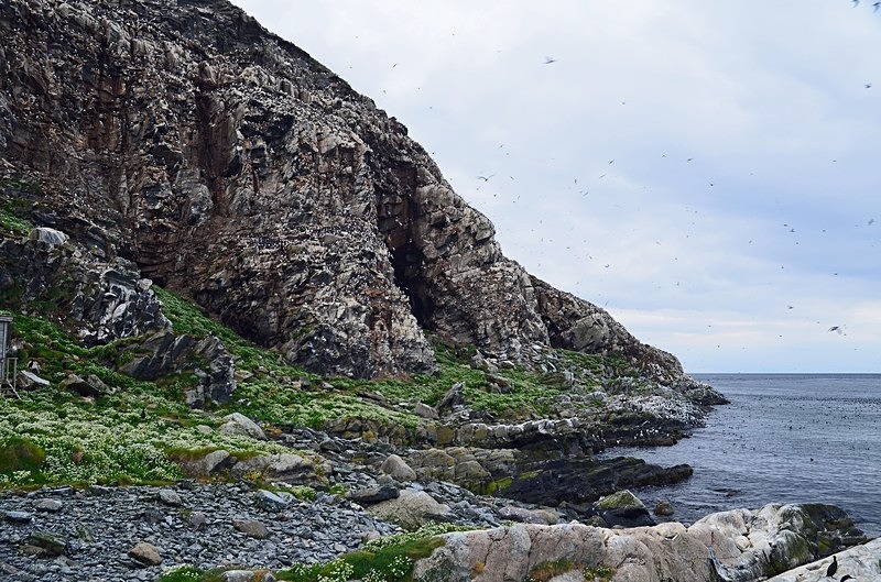 Hornøya, Barents Sea, Troms og Finnmark, Norway - North Norway