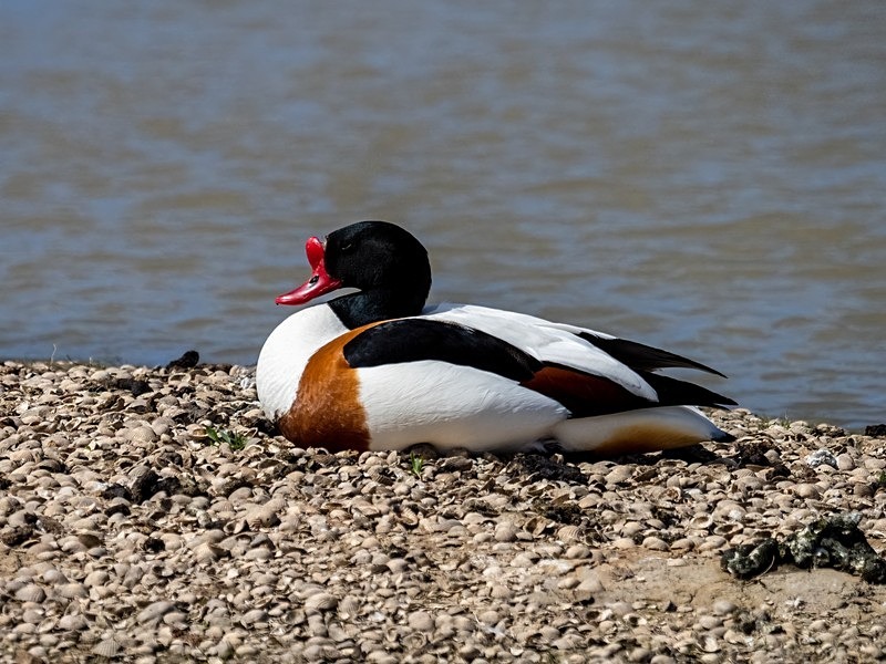 Shelduck - Shelducks