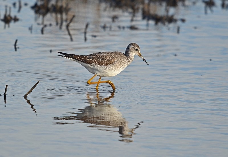 Lesser Yellowlegs - Sandpipers