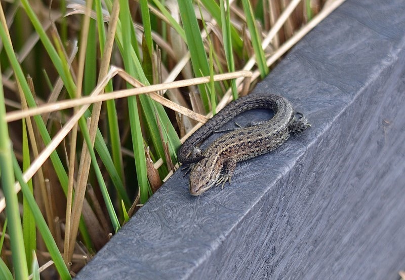 Common Lizard - Lizards