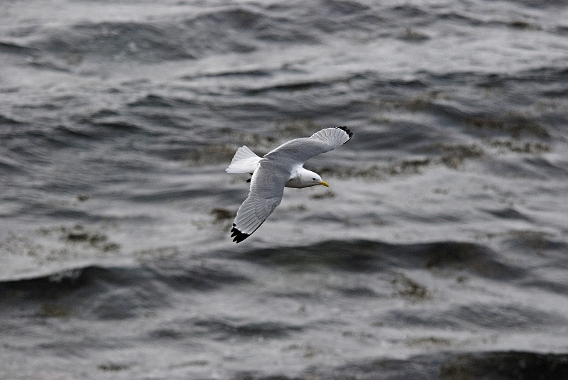 Kittiwake - Norway