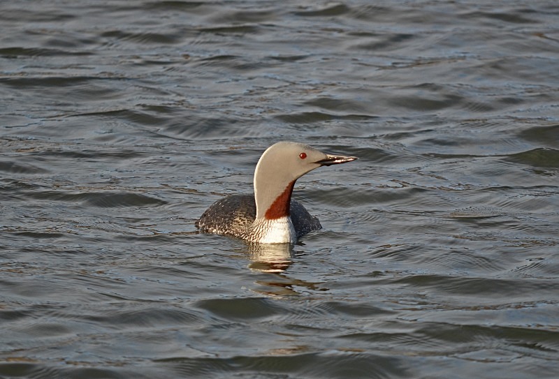 Red-throated Diver - Snæfellsnes peninsula