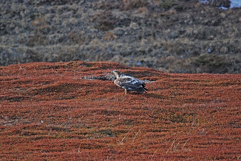 White-tailed Eagle - North Finland and north Norway - May and June 2009