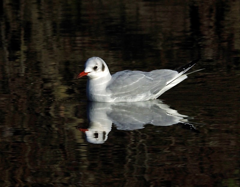 Black-headed Gull - Gulls