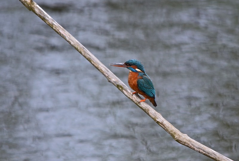 Kingfisher - Kingfishers