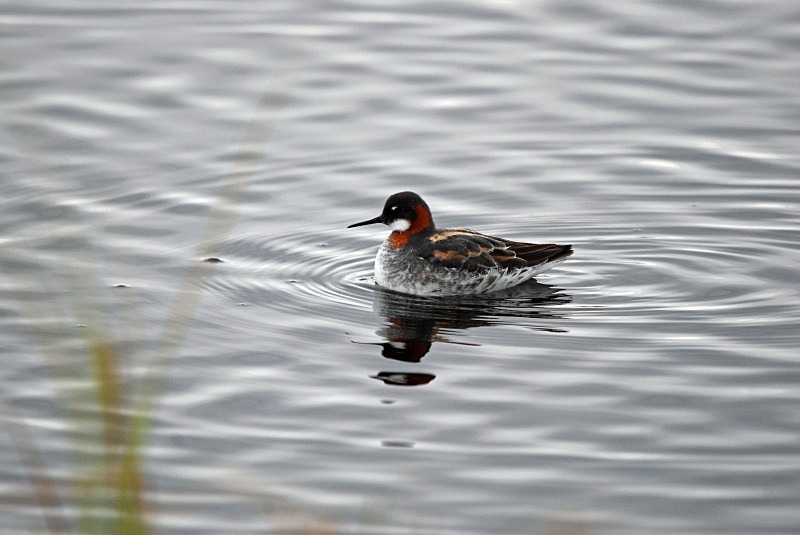 Red-necked Phalarope - North Finland and north Norway - May and June 2009