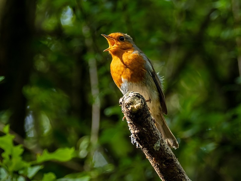 Robin - Robins