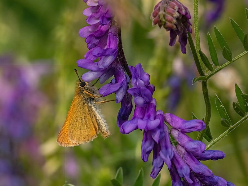 Essex Skipper - Butterflies