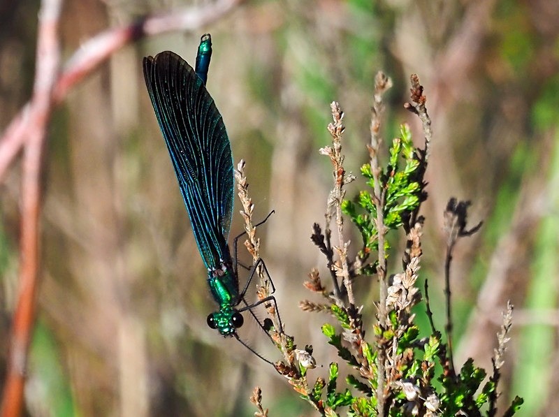 Beautiful Demoiselle - Dragonflies and damselflies