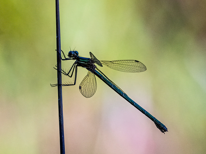 Emerald Damselfly - Latest photos