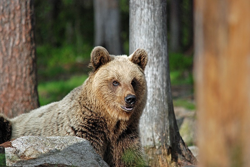 Brown Bear - North Finland and north Norway - May and June 2009