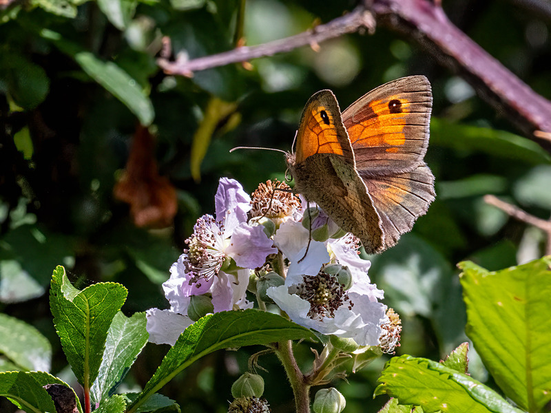 Meadow Brown - Latest photos