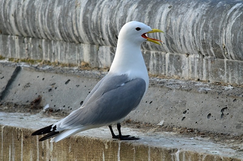 Kittiwake - North Norway