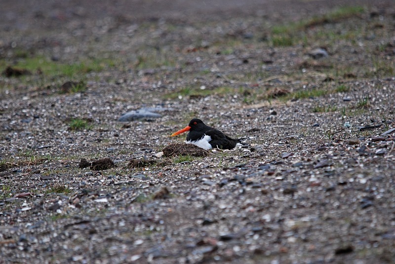 Oystercatcher - North Finland and north Norway - May and June 2009