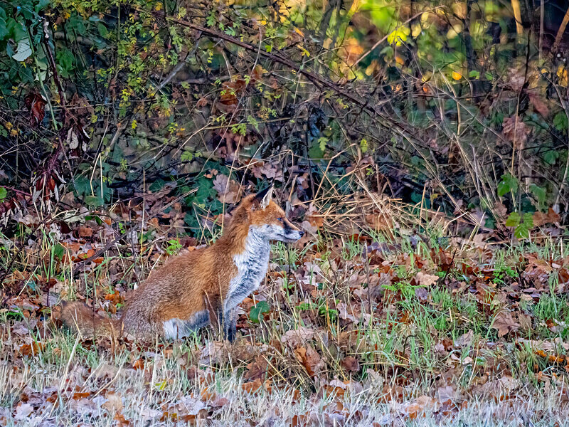Red Fox - Latest photos
