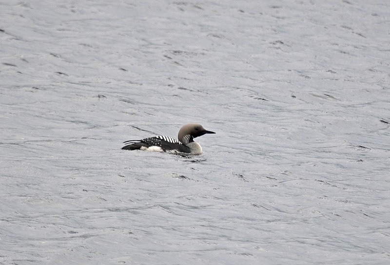 Black-throated Diver - Divers