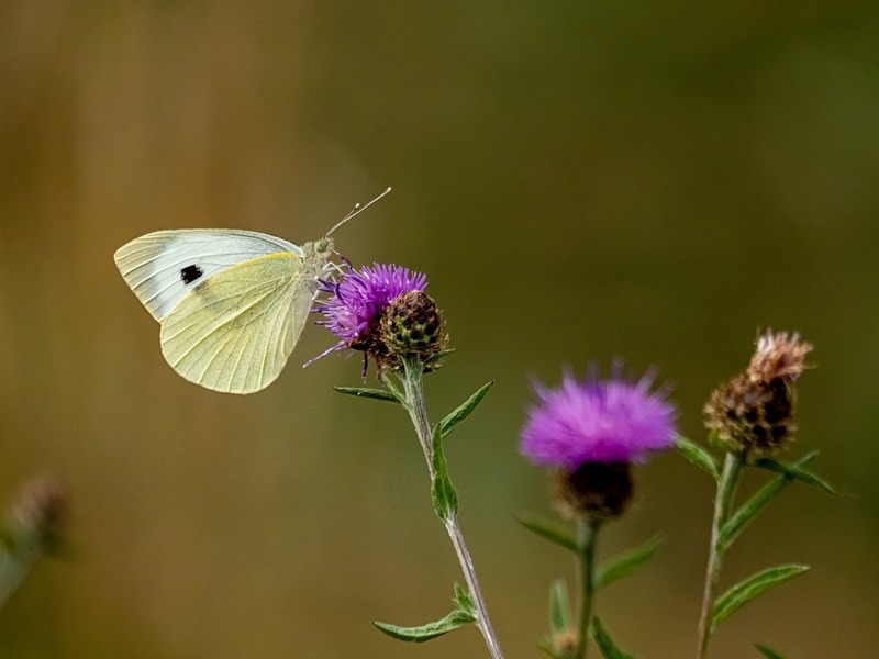 Large White - Butterflies