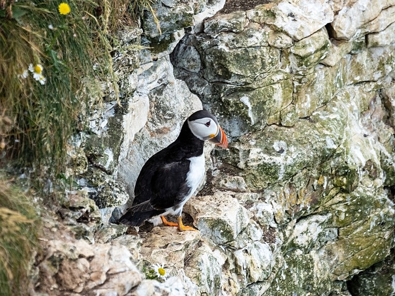 Puffin - Puffins