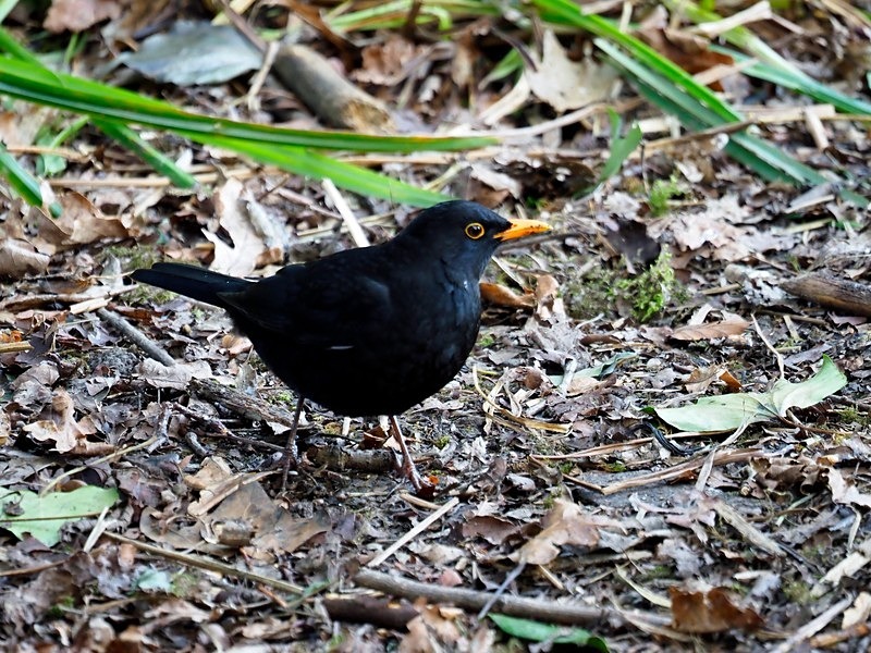 Blackbird - Thrushes