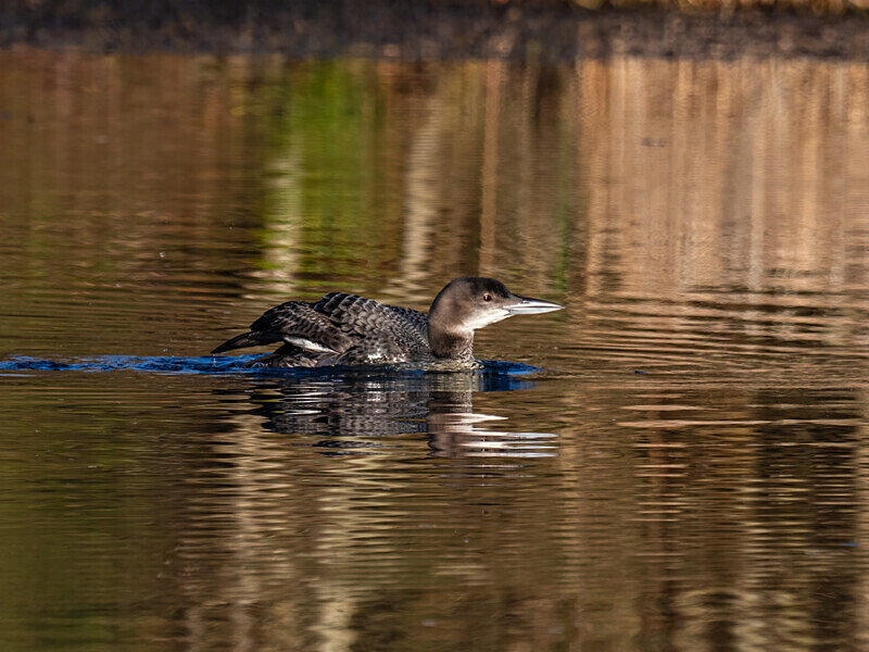 Great Northern Diver - Latest photos