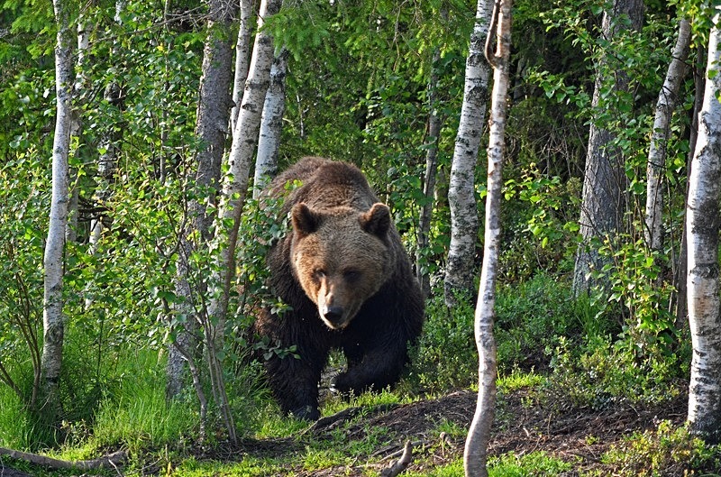 Brown Bear - North Finland - part 2