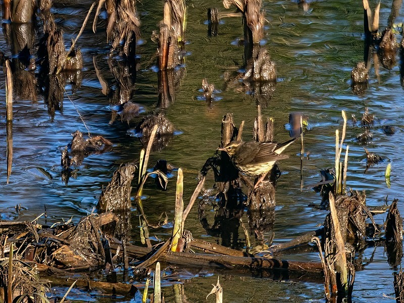 Northern Waterthrush - Latest photos