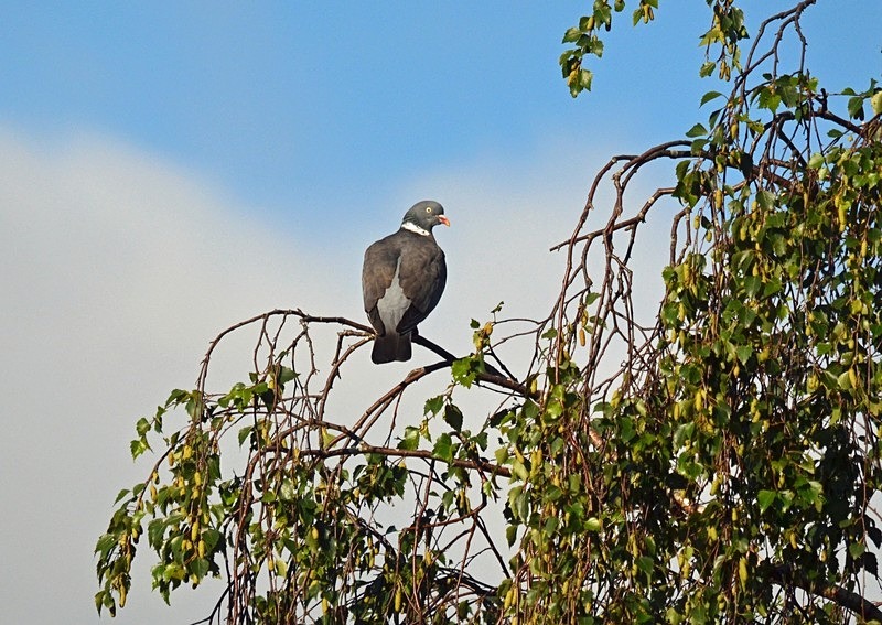 Woodpigeon - Pigeons and doves