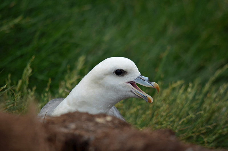 Fulmar - Fulmars