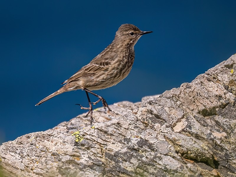 Rock Pipit - Pipits