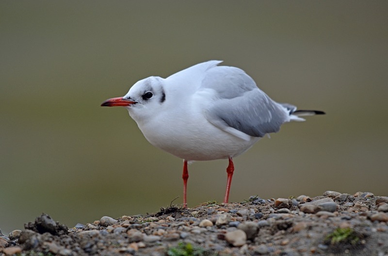 Black-headed Gull - Gulls