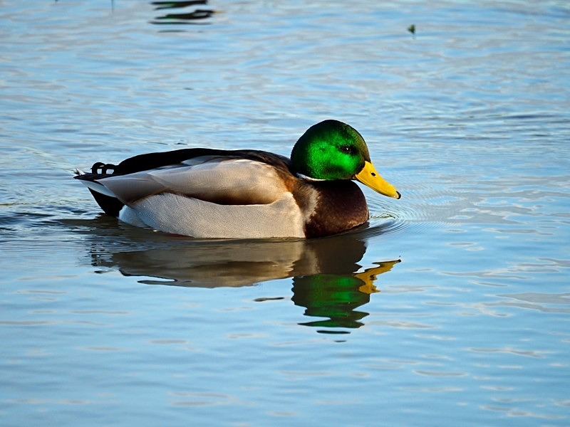 Mallard - Dabbling ducks