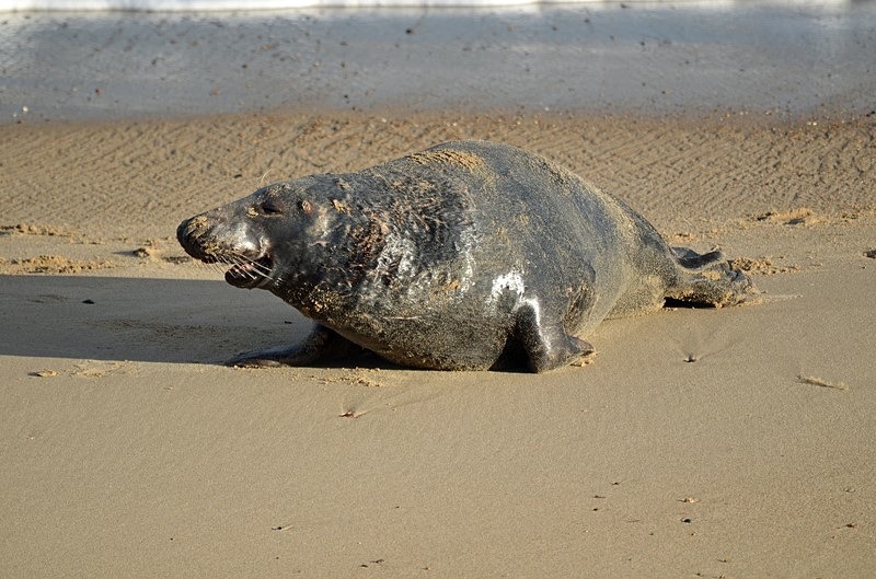Atlantic Grey Seal - Atlantic Grey Seals