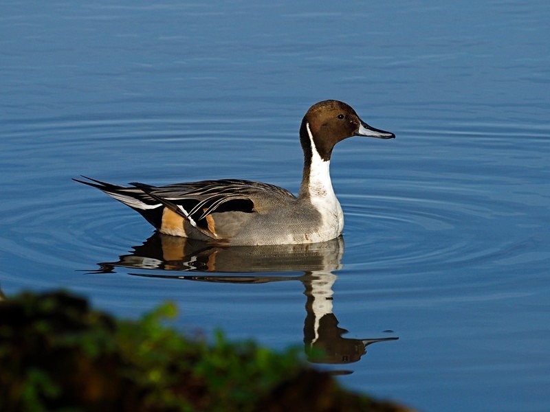 Pintail - Dabbling ducks