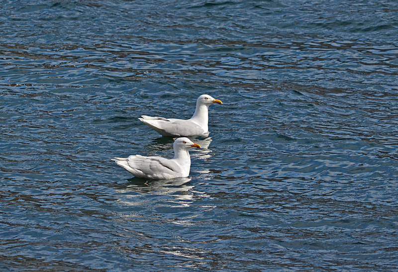 Glaucous Gulls - Westfjords