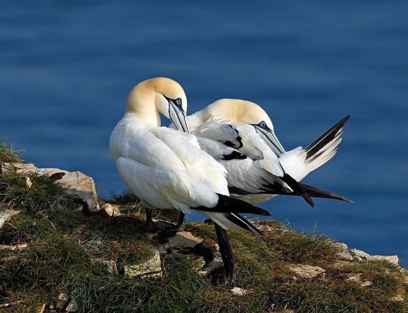 July 2021 - Gannets - Photos of the month