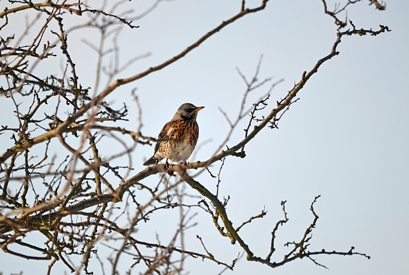 Fieldfare - Thrushes