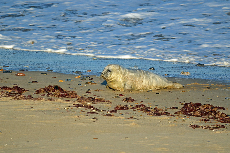 Atlantic Grey Seal - Atlantic Grey Seals