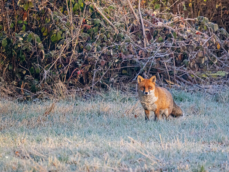 Red Fox - Latest photos