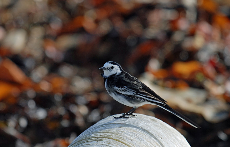 Pied Wagtail - Wagtails
