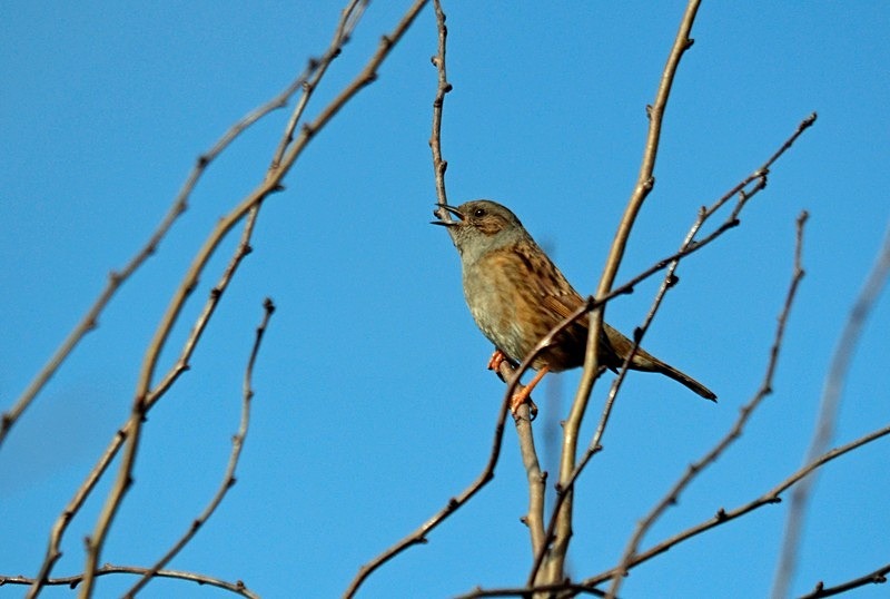 Dunnock - Dunnocks