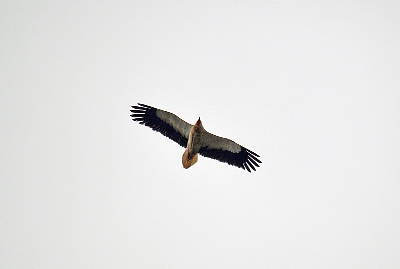 Egyptian Vulture - Bulgaria