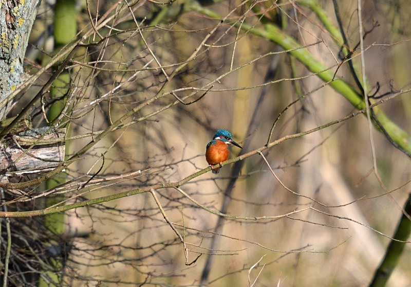Kingfisher - Kingfishers