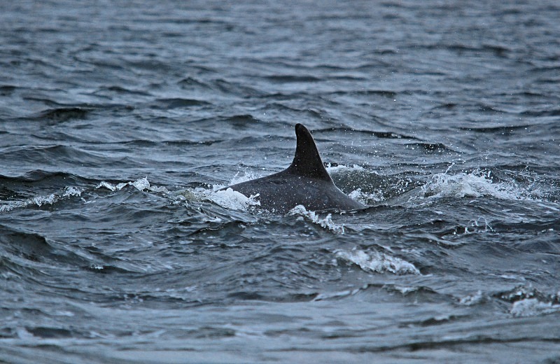 Bottlenose Dolphin - Whales and dolphins