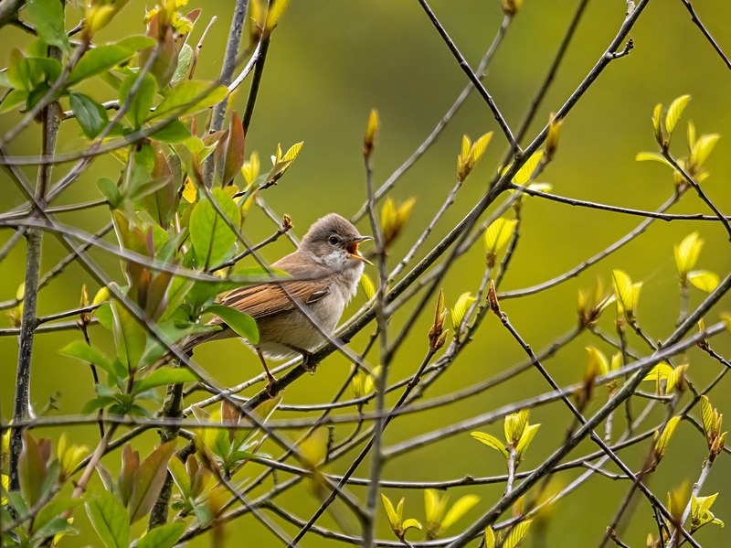 Common Whitethroat - Warblers