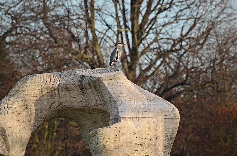 Grey Heron - Herons and egrets