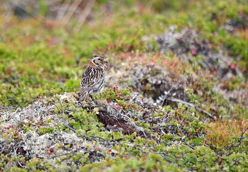 Lapland Bunting - North Norway