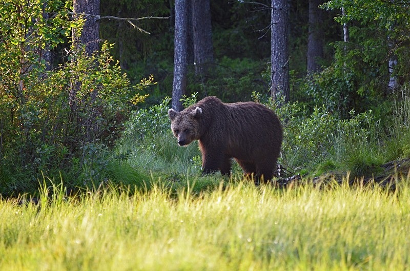 Brown Bear - North Finland - part 2