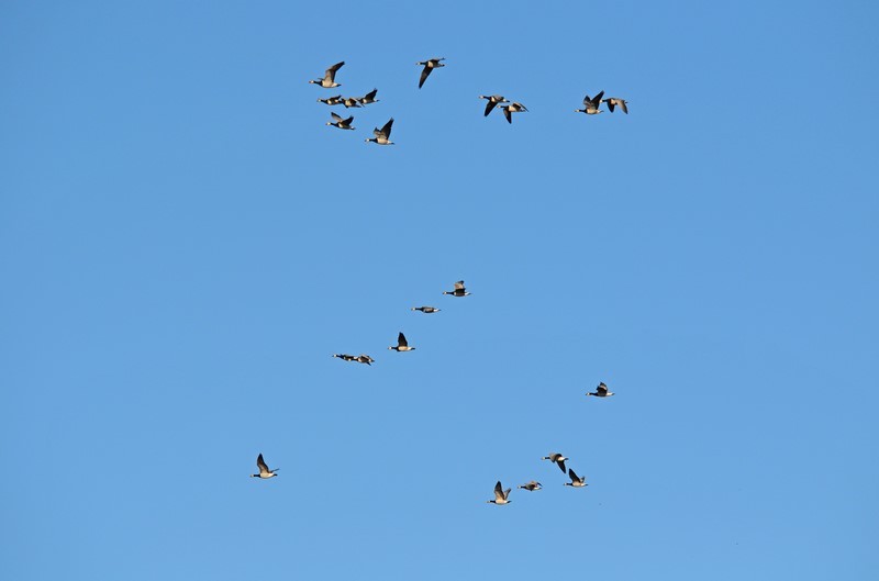 Barnacle Geese - Black geese
